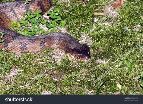 Head Diamond Back Water Snake Stock Photo 53595370 | Shutterstock