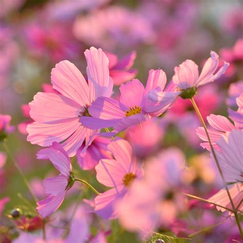 How to Grow Cosmos from Seed - growhappierplants.com