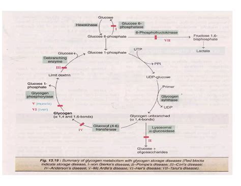 Glycogen metabolism pathway | PDF