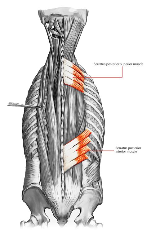 Serratus Posterior Muscle