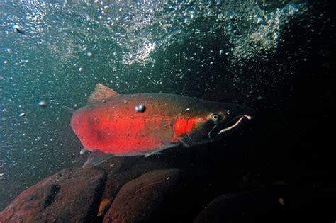 Fishing at Bandon Marsh National Wildlife Refuge | FWS.gov
