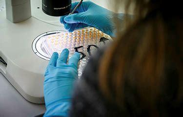 Gene-editing of salmon being studied in Norway