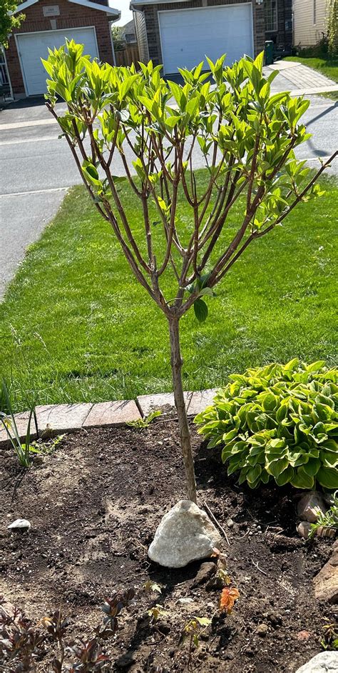 Strawberry Vanilla Hydrangea Tree : r/gardening