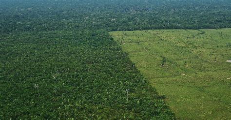 Brazilian President Jair Bolsonaro is deforesting the Amazon and there ...