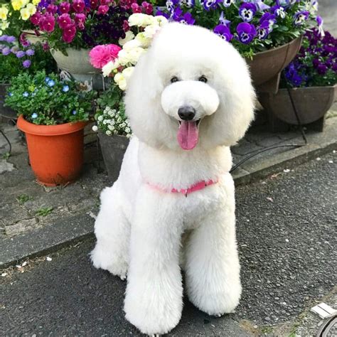 White standard poodle