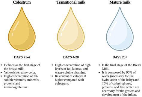 Frontiers | Breast milk preservation: thermal and non-thermal processes and their effect on ...