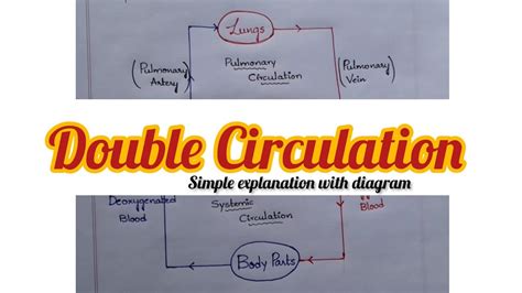 Image result for Explain Double Circulation in Simple From