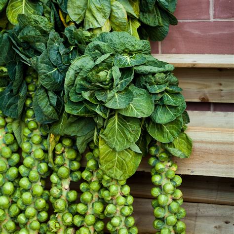 Brussel Sprouts Companion Plants - What to Grow and What to Avoid ...