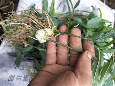 黄精的种植前景，附种植经济效益 - 农敢网