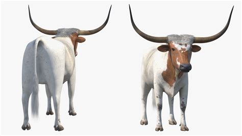Texas Longhorn White Color Rigged for Maya 3D | 3D Molier International