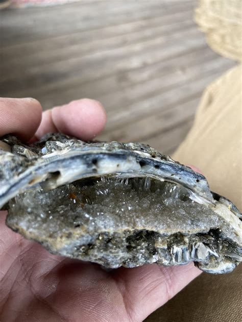 Image result for Clamshell Inside