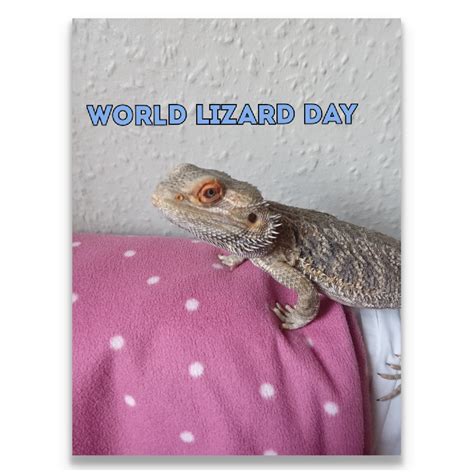 Happy World Lizard Day : r/CasualIreland
