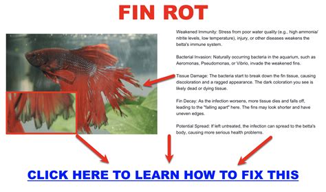 Betta Fish Fin Rot: Fin Loss, Symptoms, Causes & Treatment – Wild Betta ...