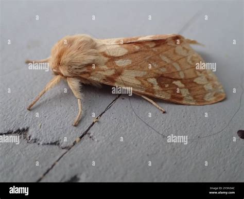 Spotted Tussock Moth (Lophocampa maculata) Insecta Stock Photo - Alamy