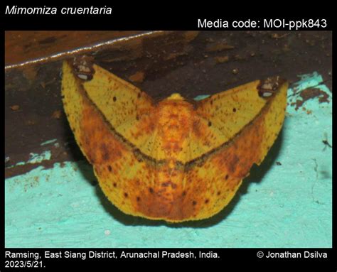 Mimomiza cruentaria | Moths
