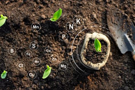 Types of Organic Fertilizers for plants - Importance and Advantages ...