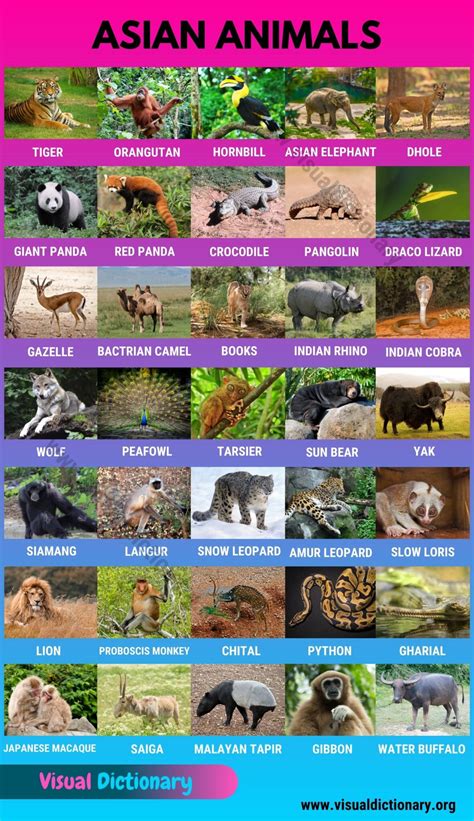 Asian Animals: List of 35 Animals Found in Asia - ESL Teacher