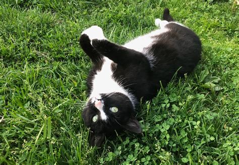 Veterinarian in York, PA | Leader Heights Animal Hospital