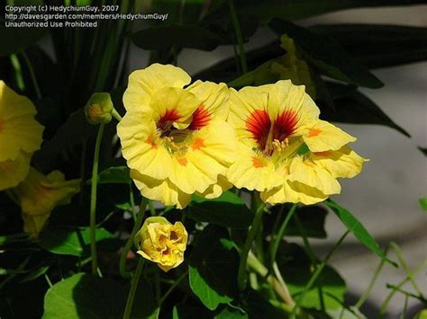 Promise of Realisation in the Physical Mind : flower