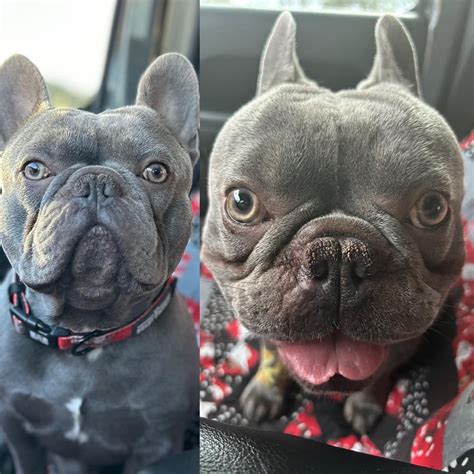 Stenotic Nares Before and After : r/Frenchbulldogs
