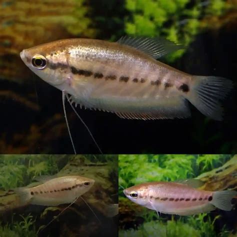 10 Types Of Gourami Fish For Your Aquarium | Oceanbitez