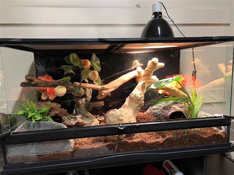Image result for Pide Ball Python Enclosure