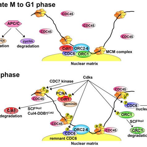 Image result for Pre-Replication Complex