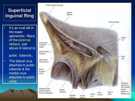PPT - A ntero l ateral A bdominal Wall A nd PowerPoint Presentation ...