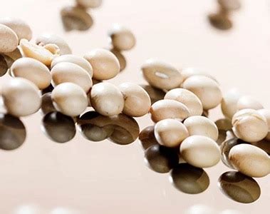 Oils, Fats & Biofuels | dsm-firmenich Taste, Texture & Health