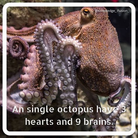 Knowledge Fusion: Fascinating Facts about Octopus Anatomy