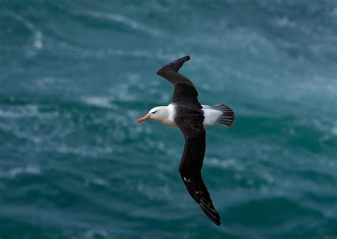 Characteristics of albatrosses | Britannica