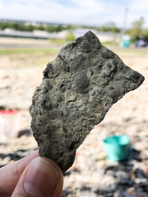 A Guide To Trammel Fossil Park In Ohio