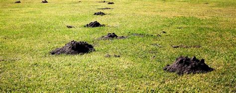 Humane Mole Poison 的图像结果