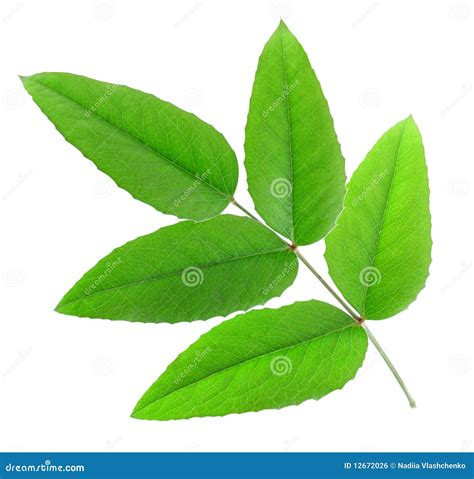 862 Green Plant Five Leaves Isolated Stock Photos - Free & Royalty-Free ...