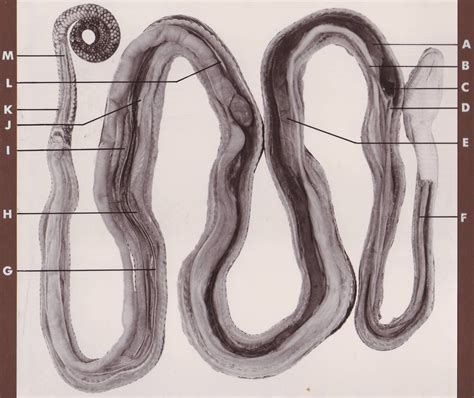 Image result for How Does Carpet Python Gave Birth