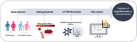 Validation of the Metabolite Ergothioneine as a Forensic Marker in ...