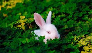 Image result for Rabbit Sleeping Positions