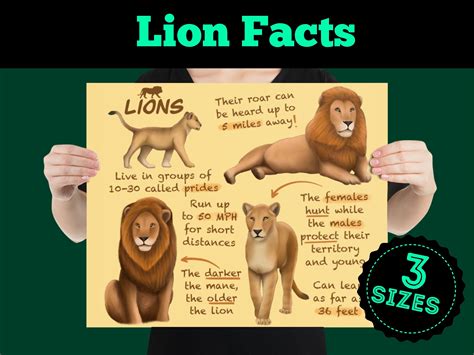 Lion Fun Fact