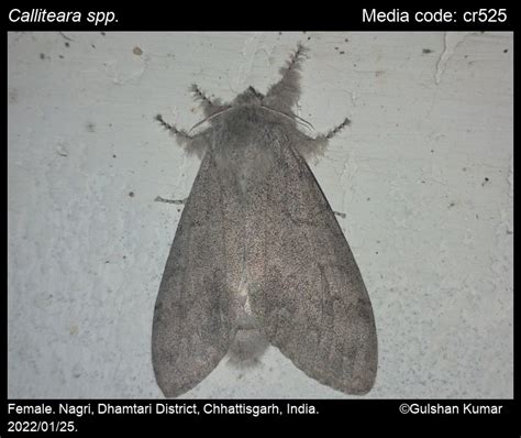 Calliteara spp. Butler, 1881 - | Moths