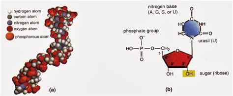 Basic Structure of RNA 的图像结果