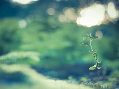 Download wallpaper 1400x1050 sprout, grass, branches, leaves standard 4 ...
