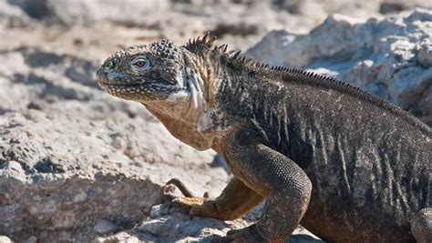 5 rare creatures that live in active volcanic zones - Times of India