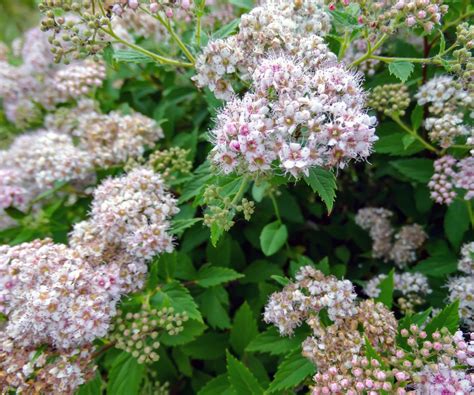 10 of the best spiraea varieties and where to buy them | Homes and Gardens