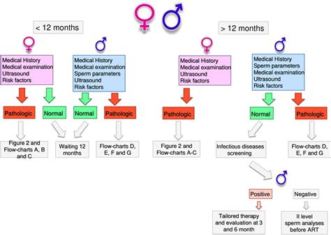 Image result for Endocrine System Flow Chart