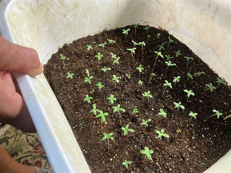 Texas Hill Country CBD farmer talks future of growing