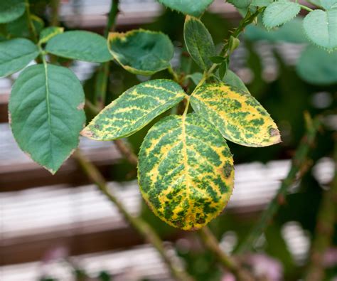 Rose diseases: expert tips on how to spot and combat them | Homes and ...