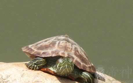 日本发现全球首例海龟误食口罩事例_动物世界_国际新闻_天津热线