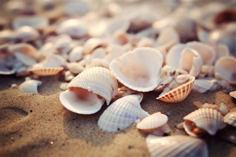 Image result for Beach Sea Shells