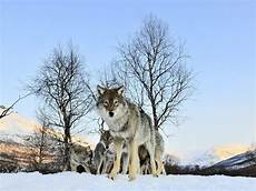 Snow Wolf Wallpaper by Gray Wolf Wallpapers Wallpaper Cave Snow Wolf Wallpaper