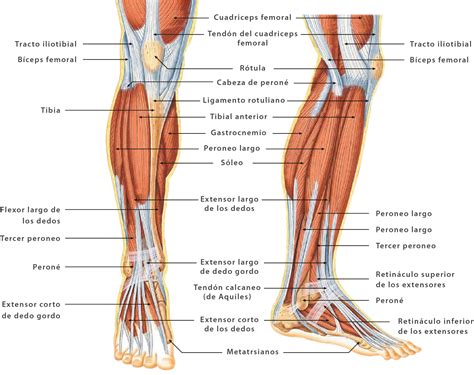 Anatomía Muscular De La Pierna